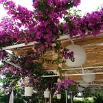 Hotel Palmiye Özdere
