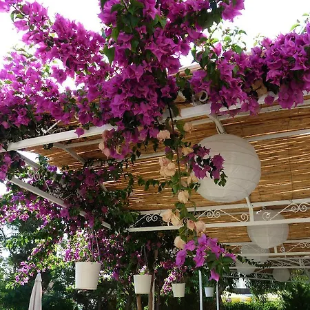 Hotell Palmiye Özdere